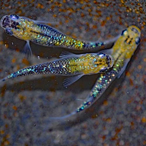 オーロラ黄ラメメダカ|メダカ図鑑・メダカの種類や特徴、飼育ポイント
